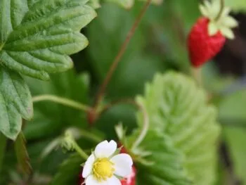 Fragaria vesca 'Rügen'