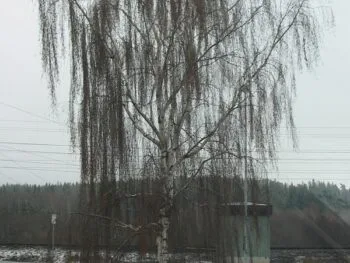 Betula pendula 'Savolaksie'