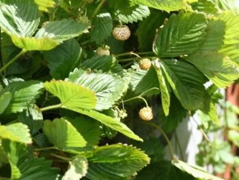Fragaria vesca 'Snövit'