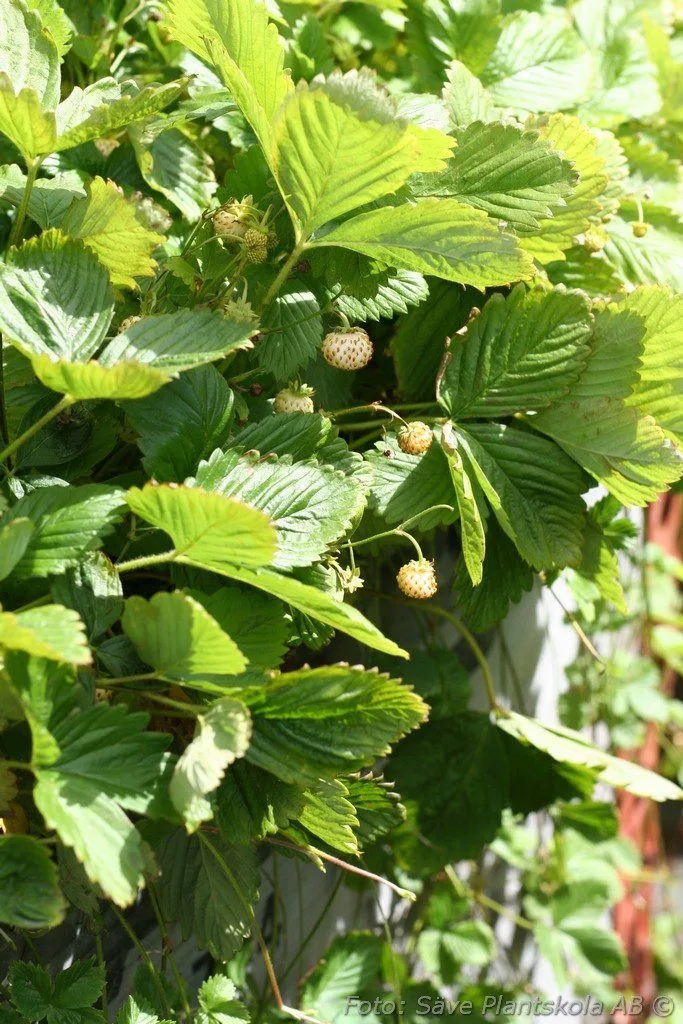 Fragaria vesca 'Snövit'