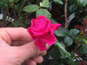 Rosa 'Etude'