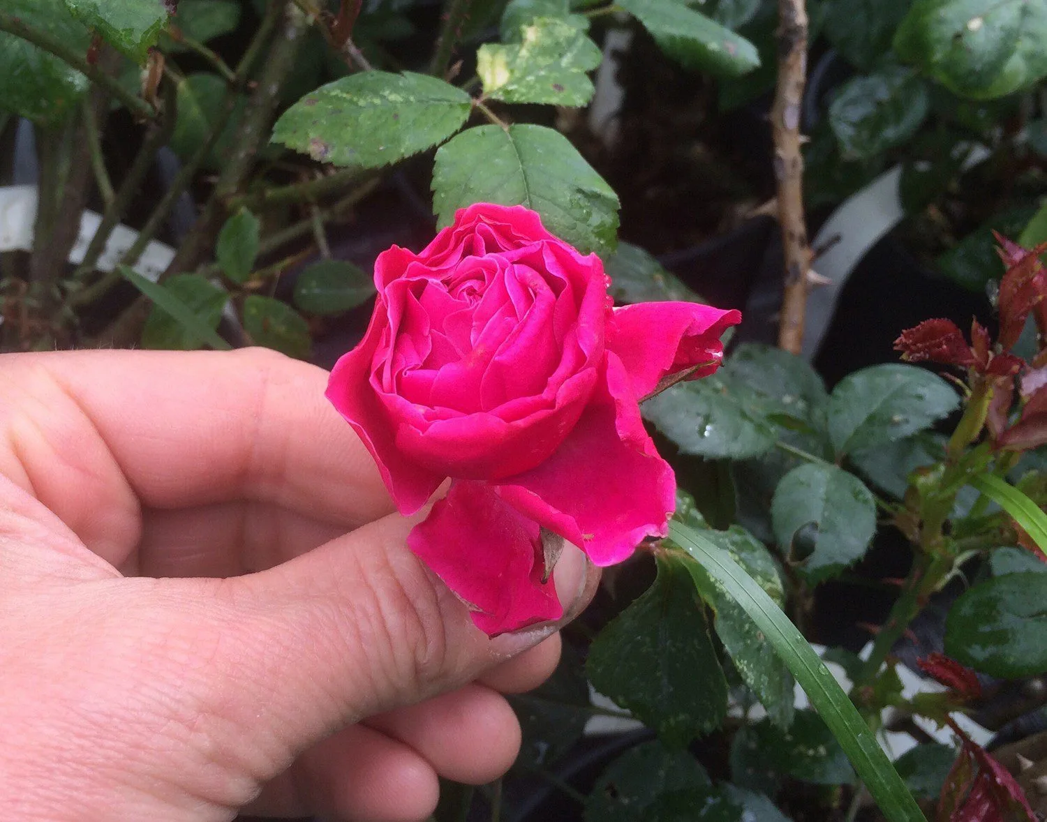 Rosa 'Etude'