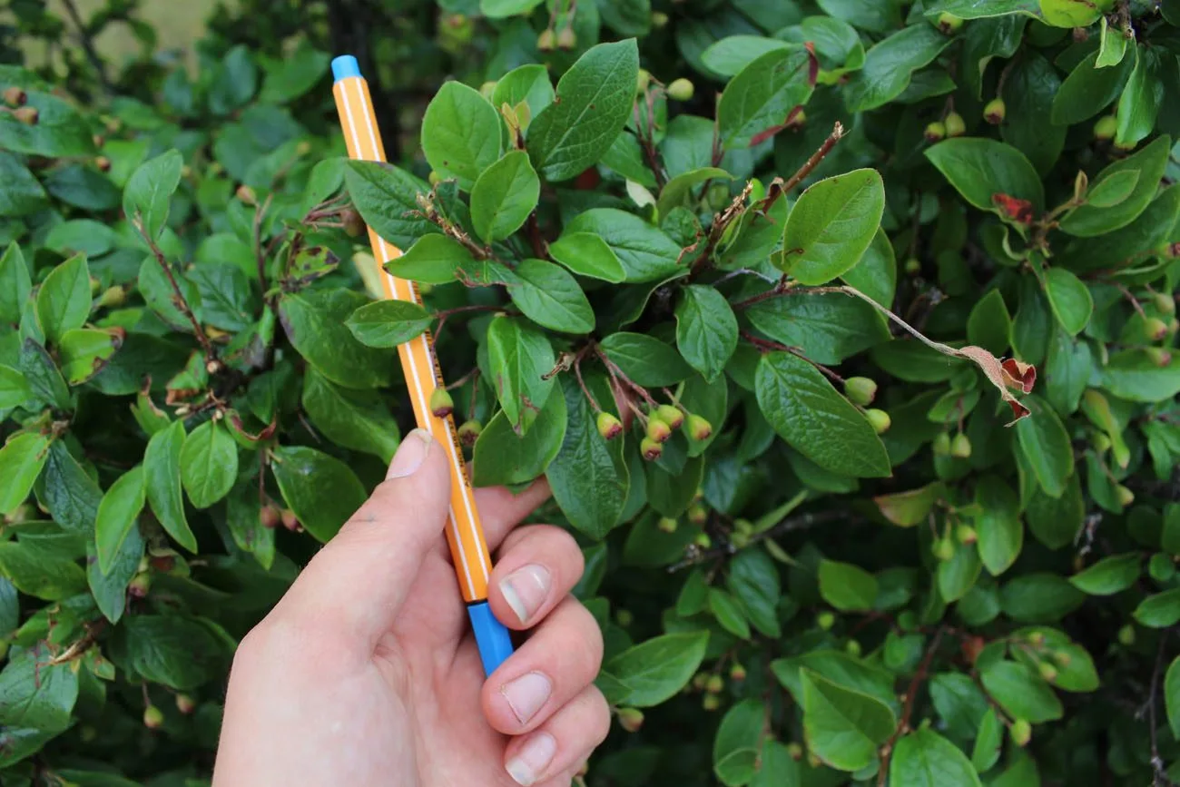 Cotoneaster lucidus - Image 2