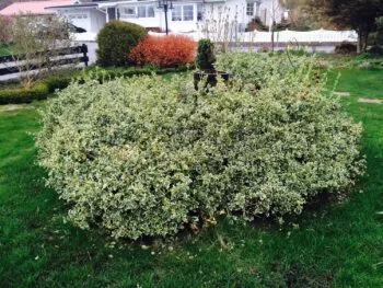 Euonymus fortunei 'Emerald Gaiety'