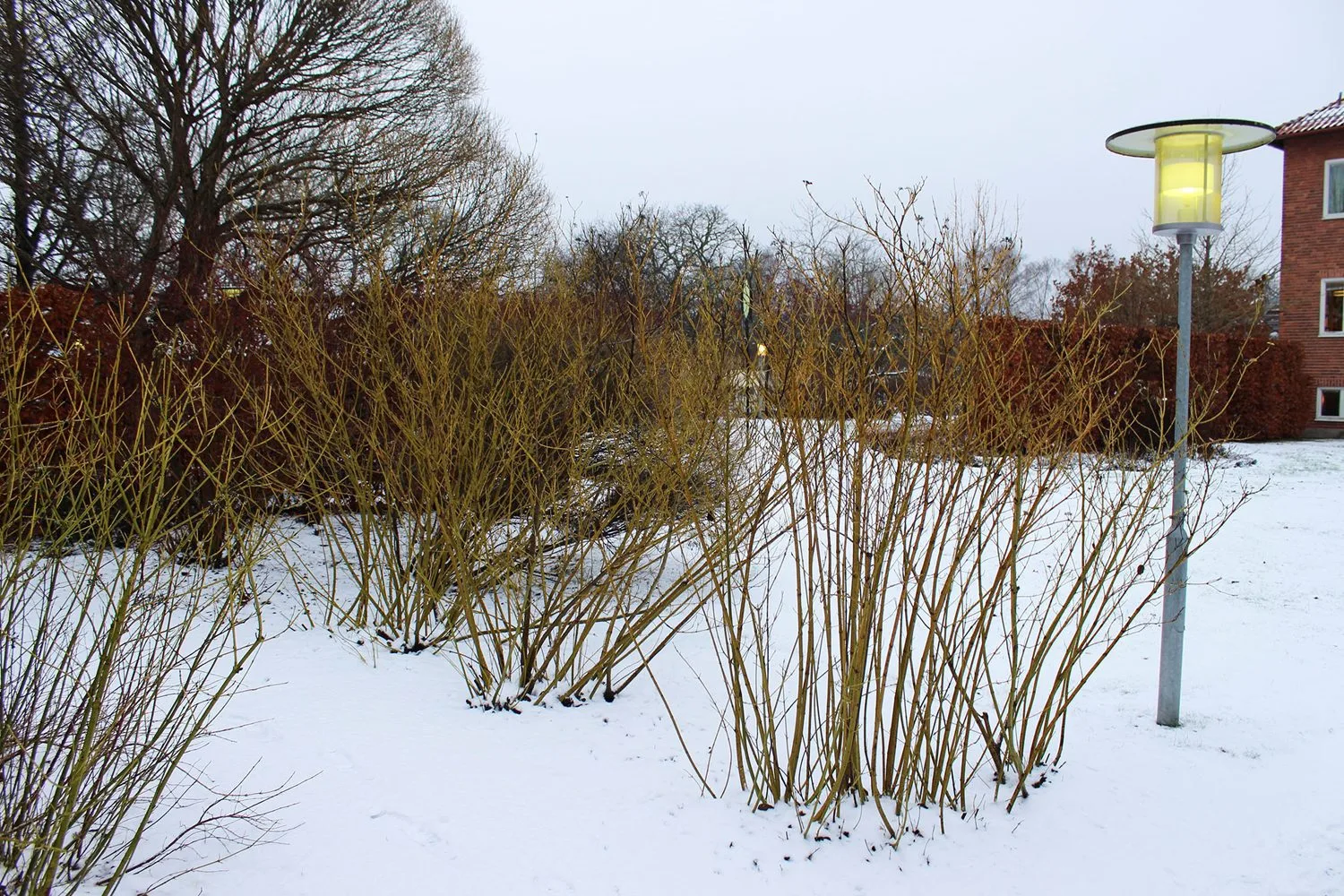 Cornus sericea 'Farba' E - Image 2