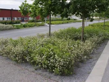Aronia melanocarpa 'Glorie' E