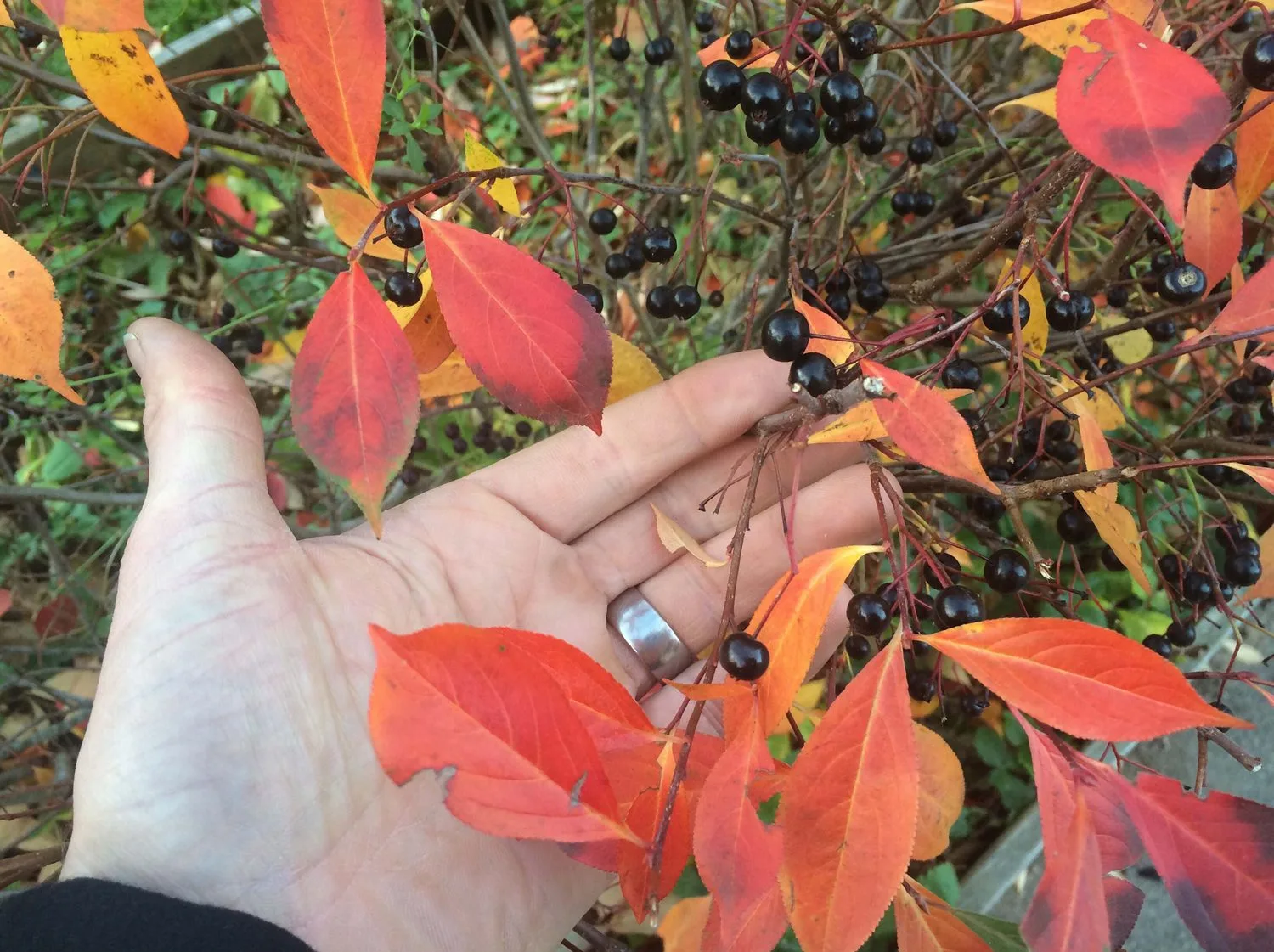 Aronia melanocarpa 'Hugin' E - Image 2