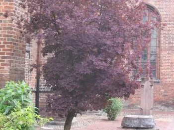 Cotinus coggygria 'Royal Purple'
