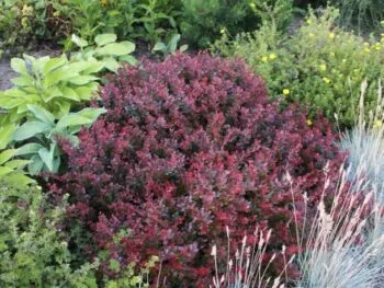 Berberis thunbergii 'Atropurpurea Nana'