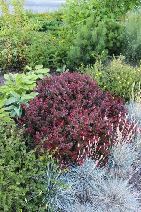 Berberis thunbergii 'Atropurpurea Nana'