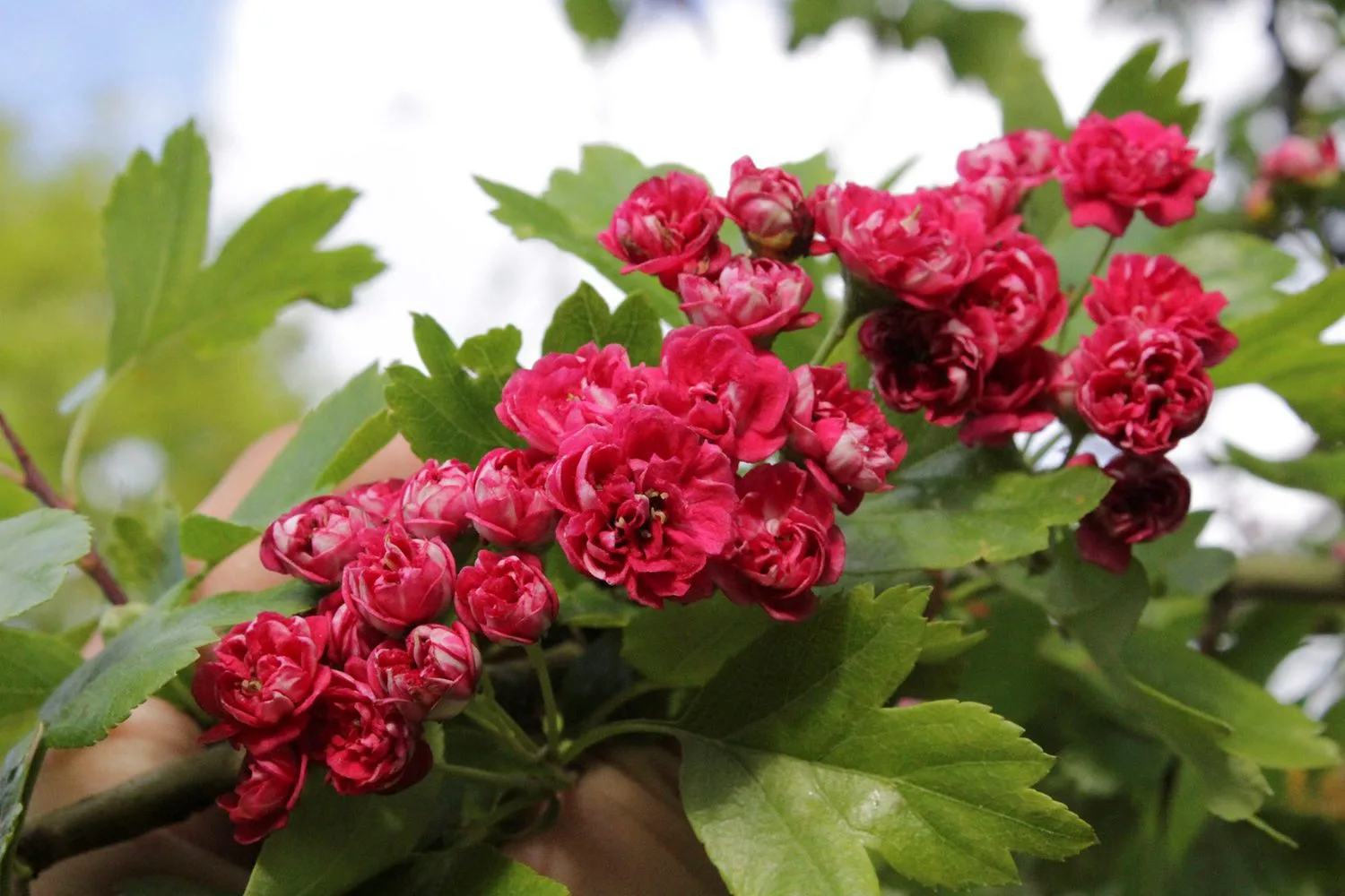 Crataegus x media 'Paul's Scarlet' - Image 2