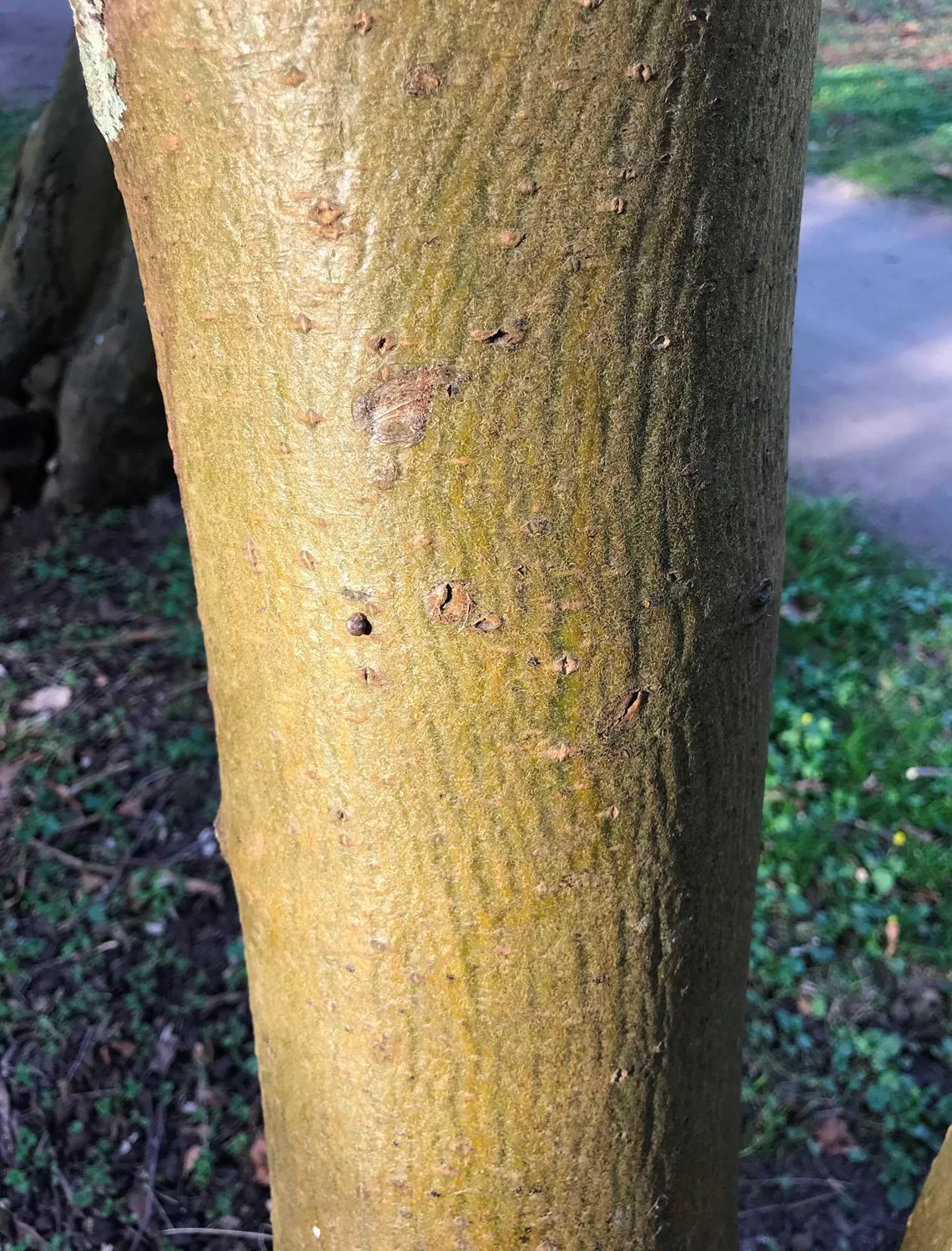 Laburnum alpinum - Image 3