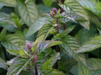 Mentha x piperita 'Chocolate'