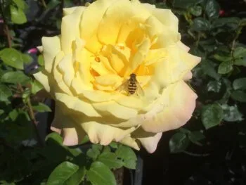 Rosa 'Peace'