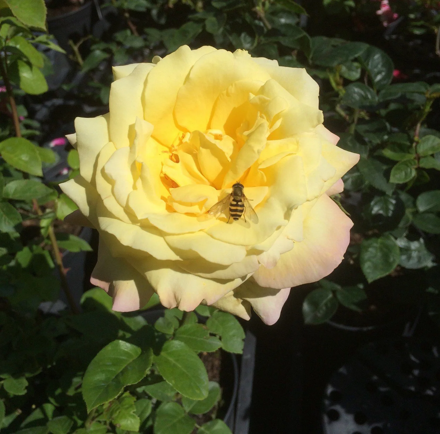 Rosa 'Peace'