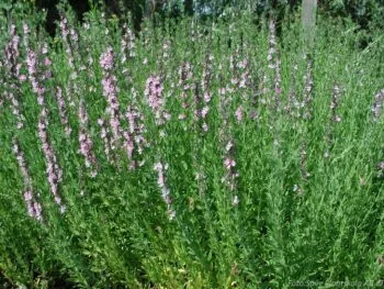 Hyssopus officinalis 'Roseus'