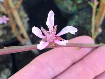 Prunus persica 'Frost'