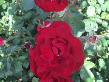 Rosa 'H C Andersen'