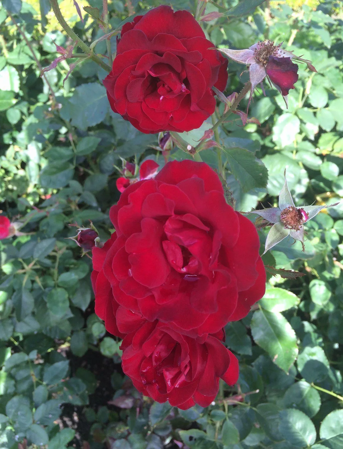 Rosa 'H C Andersen'