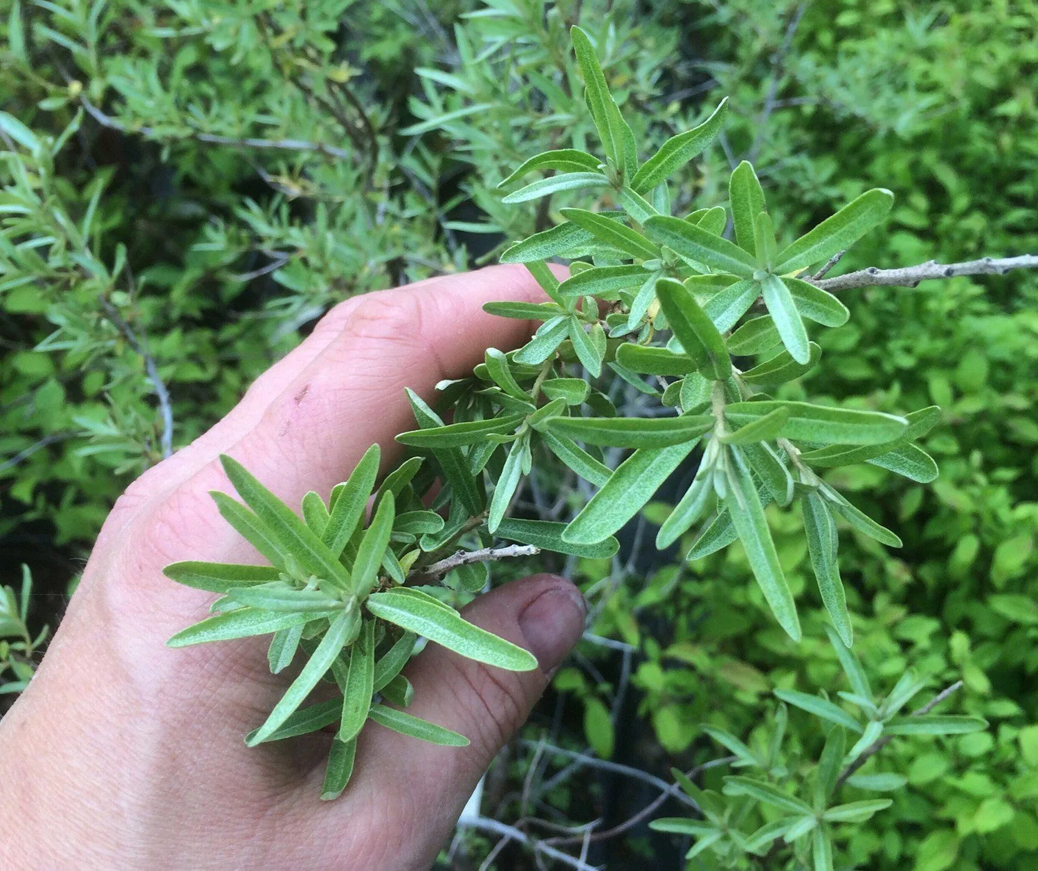 Hippophae rhamnoides 'Romeo' E - Image 2