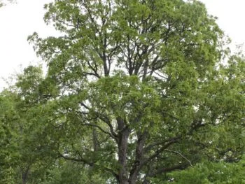Acer pseudoplatanus