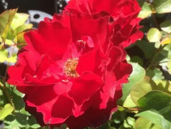 Rosa 'Lilli Marlene'