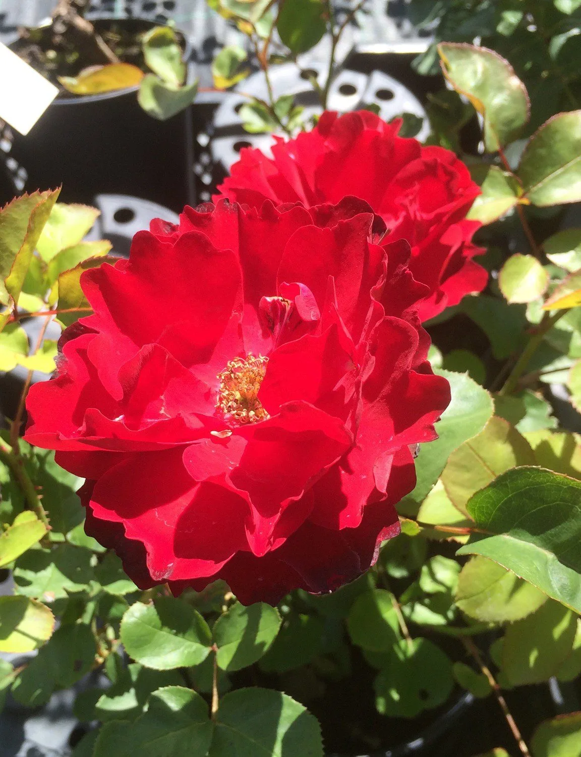 Rosa 'Lilli Marlene'