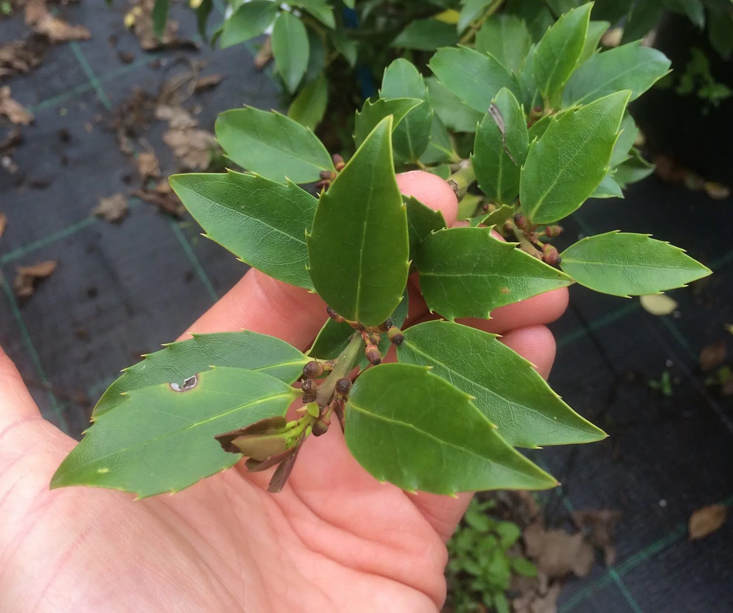 Ilex aquifolium 'Blue Maid' - Image 2