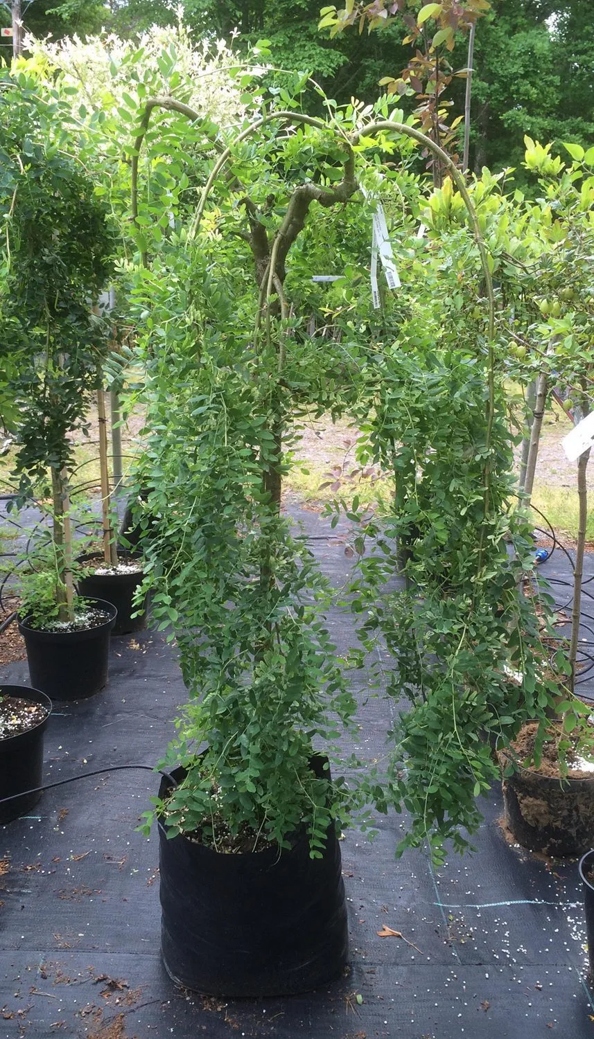 Caragana arborescens 'Pendula'