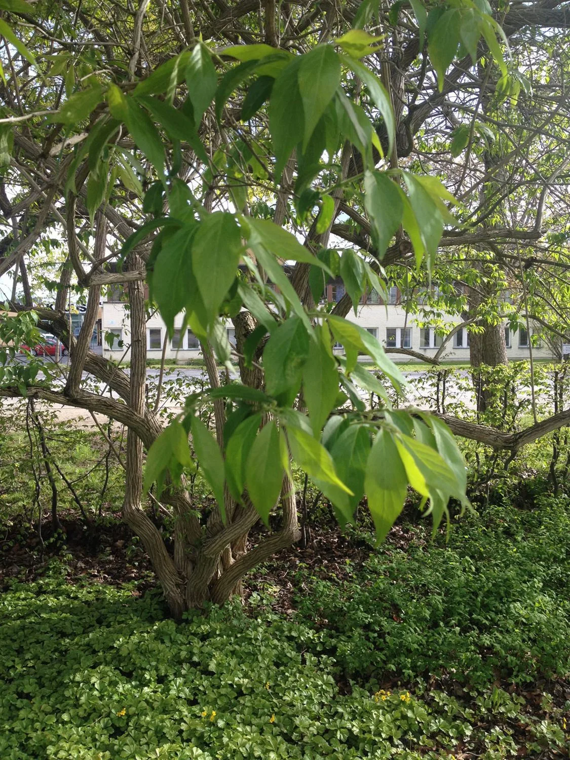 Lonicera maackii 'Kristall' E - Image 3