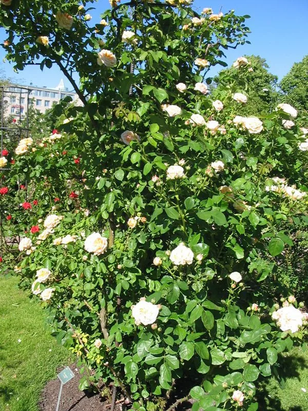 Rosa 'Alchymist' - Image 2