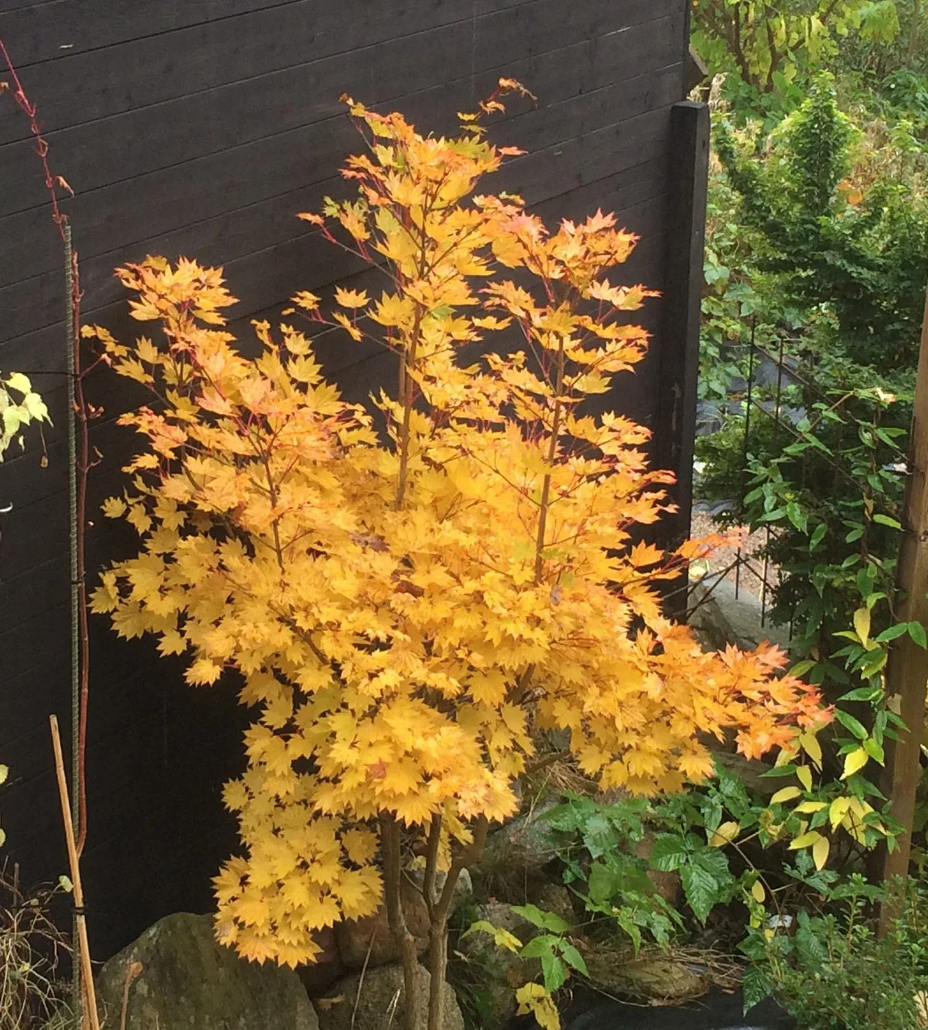 Acer shirasawanum 'Aureum' - Image 2