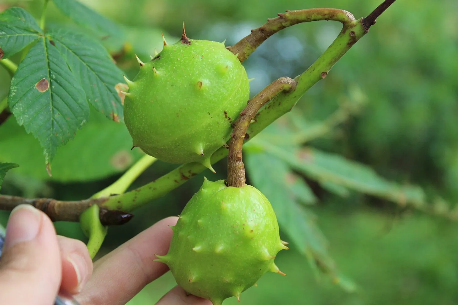 Aesculus hippocastanum - Image 2