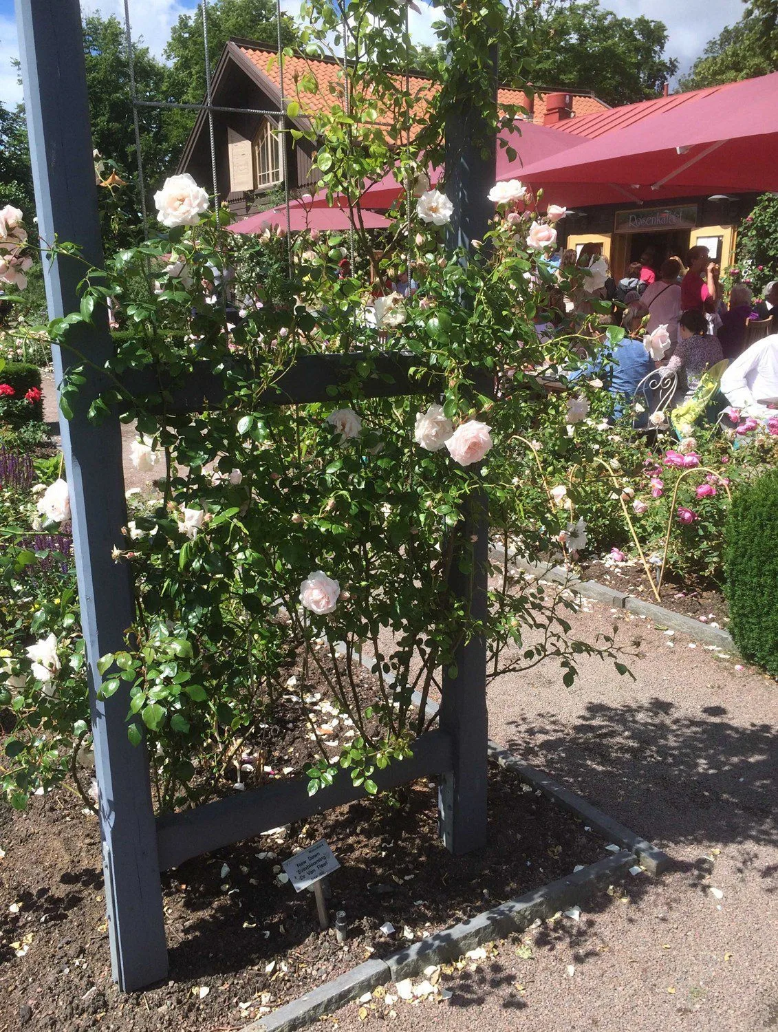 Rosa 'New Dawn' - Image 2