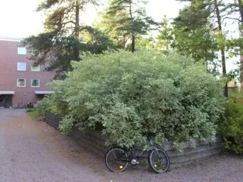 Cornus alba 'Elegantissima'
