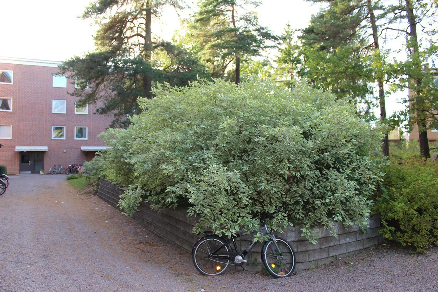 Cornus alba 'Elegantissima'