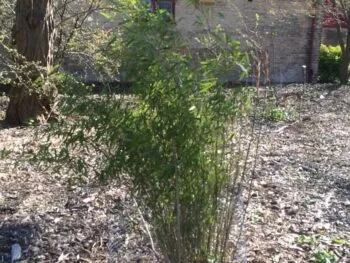 Fargesia murieliae 'Bimbo'