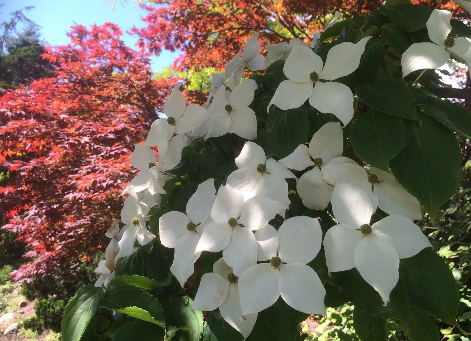 Cornus kousa - Image 2
