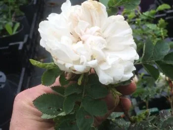 Rosa 'Stanwell Perpetual'
