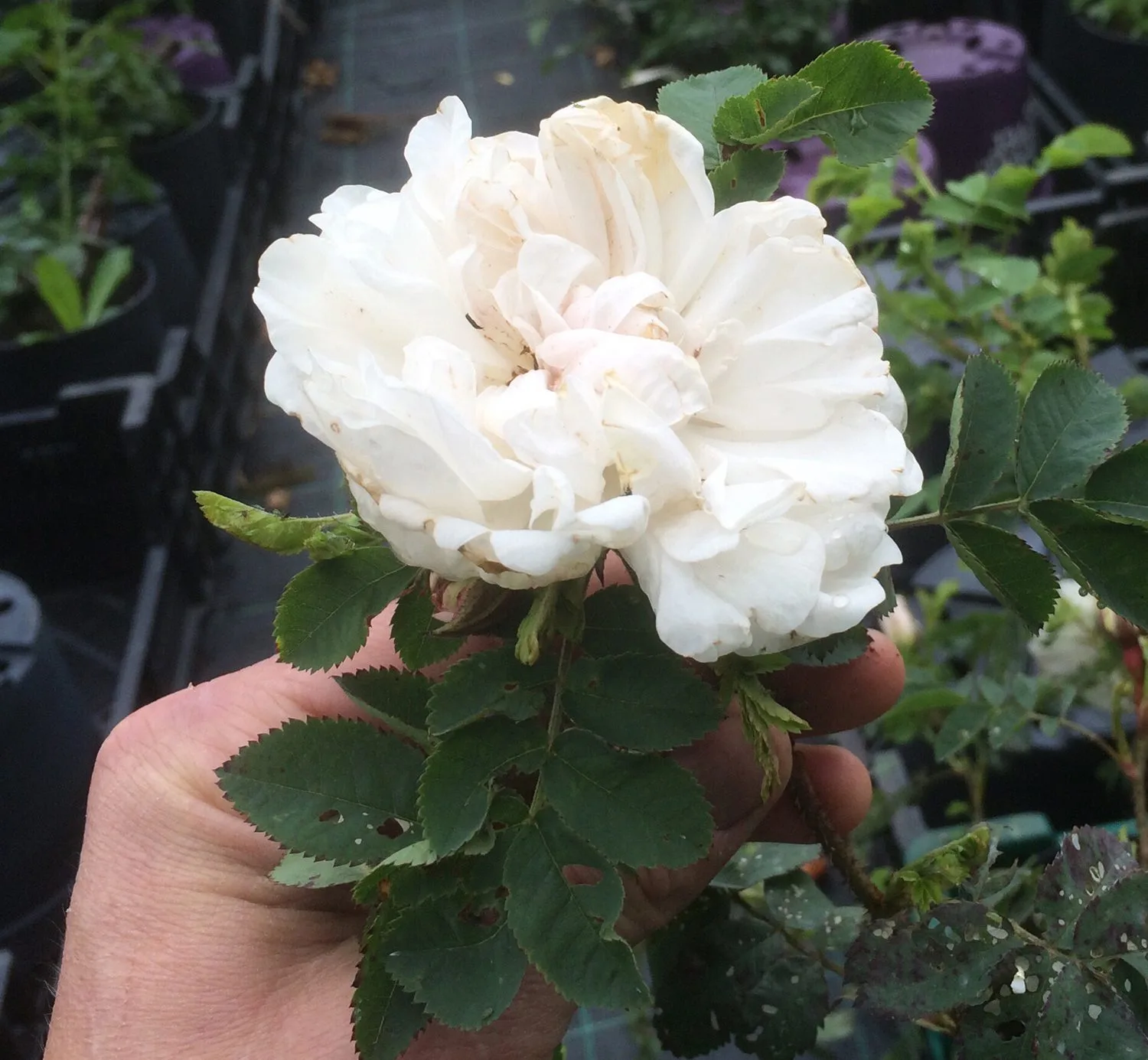 Rosa 'Stanwell Perpetual'