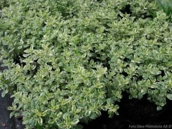 Origanum vulgare 'Polyphant'
