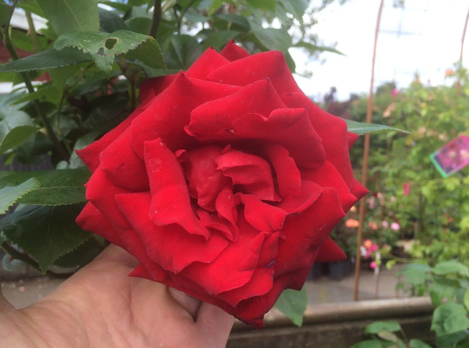 Rosa 'Ingrid Bergman'