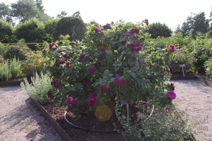 Rosa 'Hansa' - Image 3