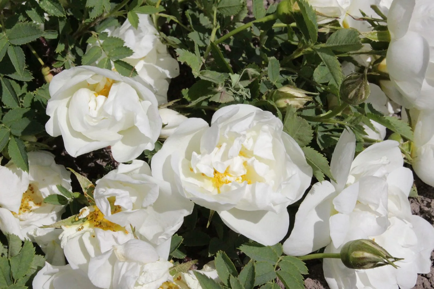 Rosa 'Stanwell Perpetual' - Image 3