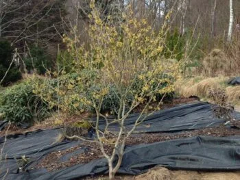 Hamamelis intermedia 'Westerstede'