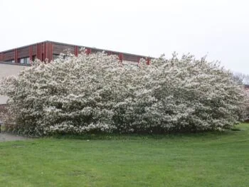 Amelanchier lamarckii fk Ultuna