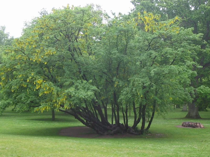 Laburnum alpinum - Image 2