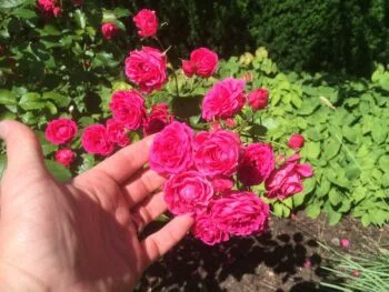 Rosa 'Elmshorn'