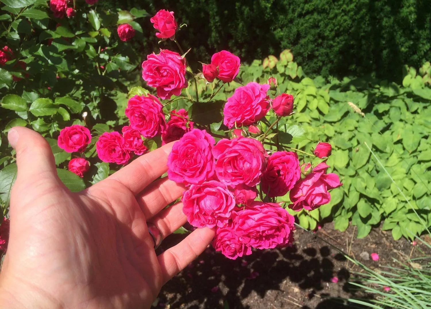 Rosa 'Elmshorn'