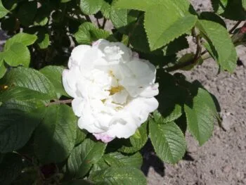 Rosa 'Louise Bugnet'